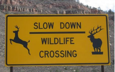 Safety Message – Wildlife