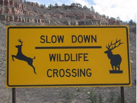 Safety Message – Wildlife