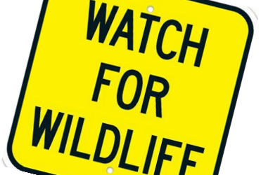 Safety – Wildlife Awareness