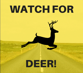 Safety – Fall Brings Out the Animal