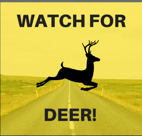 Safety – Fall Brings Out the Animal